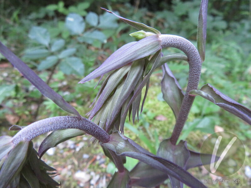 Violette Stendelwurz: 