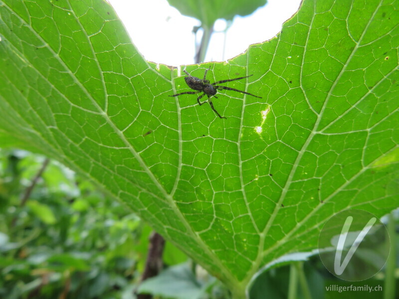 Vierfleck-Zartspinne: 