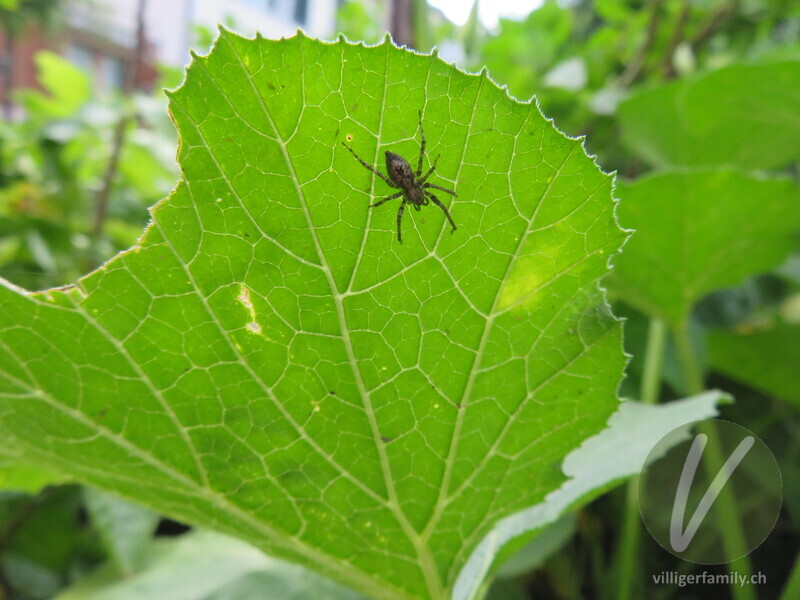 Vierfleck-Zartspinne: 