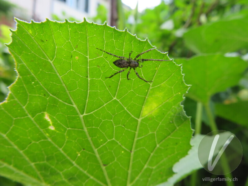 Vierfleck-Zartspinne: 