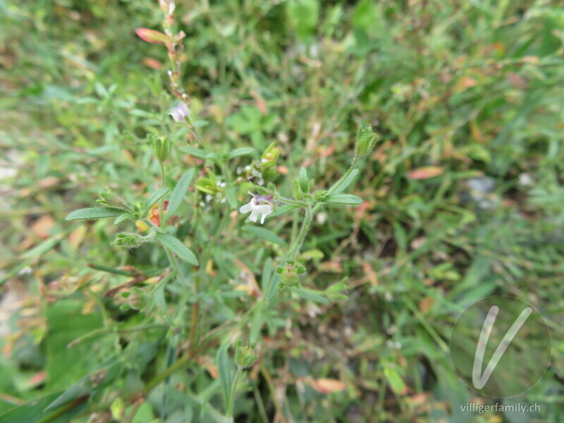 Kleines Leinkraut: Blüten