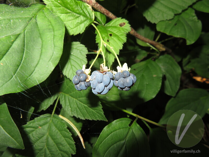 Blaue Brombeere: Früchte