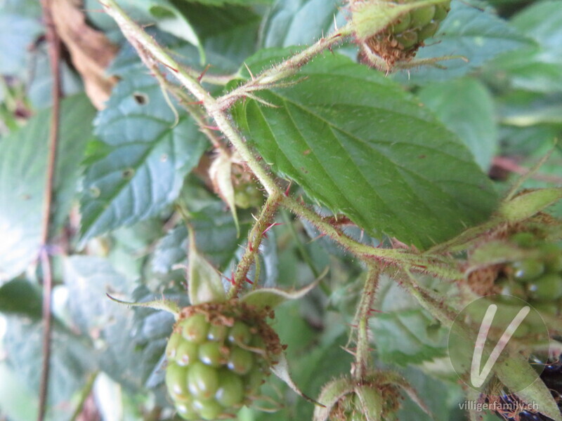Rundstengelige Brombeere: Stengel