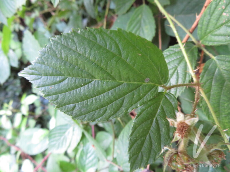Rundstengelige Brombeere: Blätter