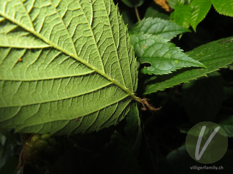 Rundstengelige Brombeere: Blätter