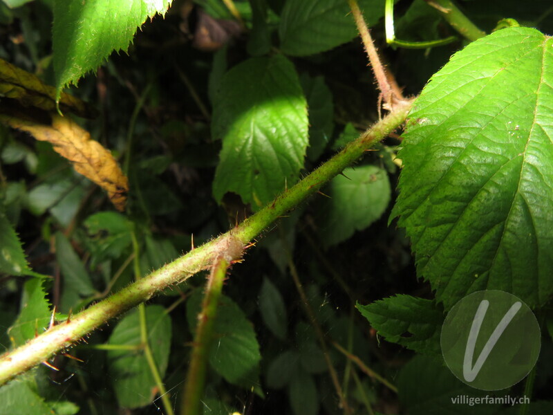 Rundstengelige Brombeere: Stengel