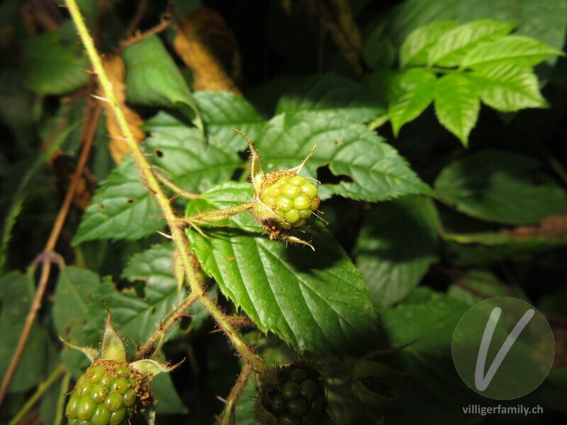 Rundstengelige Brombeere: Früchte