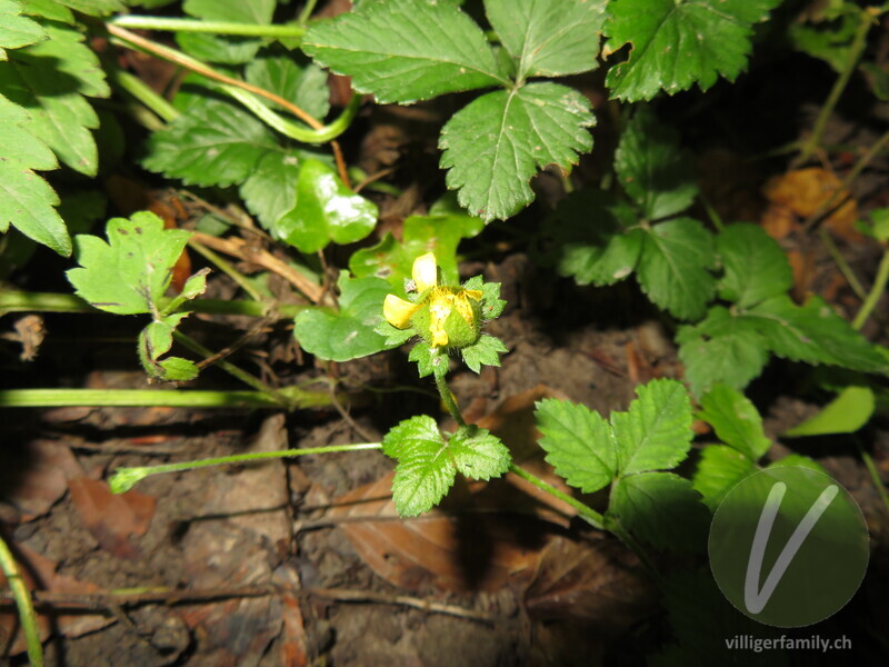 Scheinerdbeere: Blüten