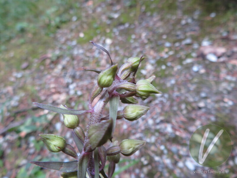 Violette Stendelwurz: 