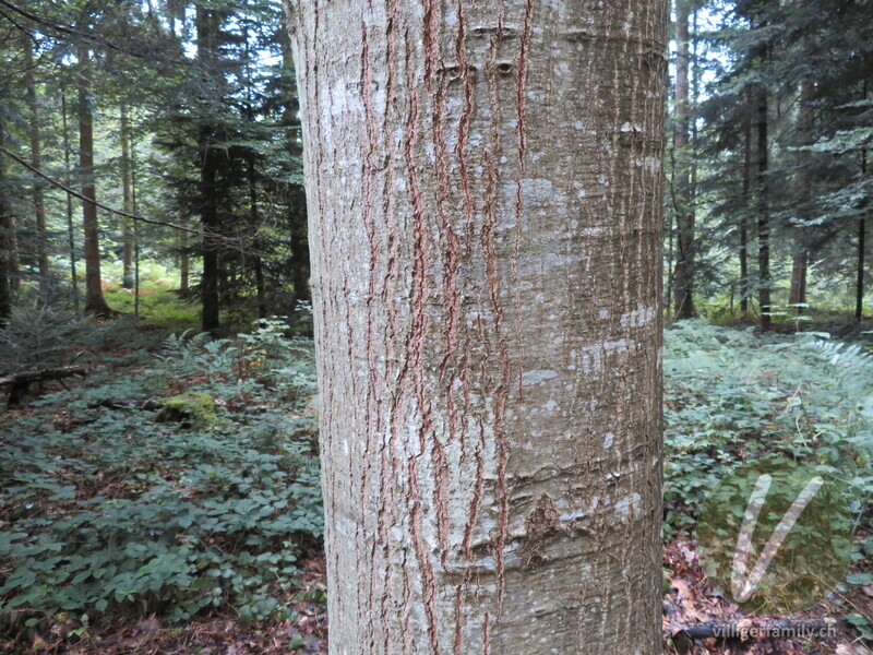 Rot-Eiche: Stengel