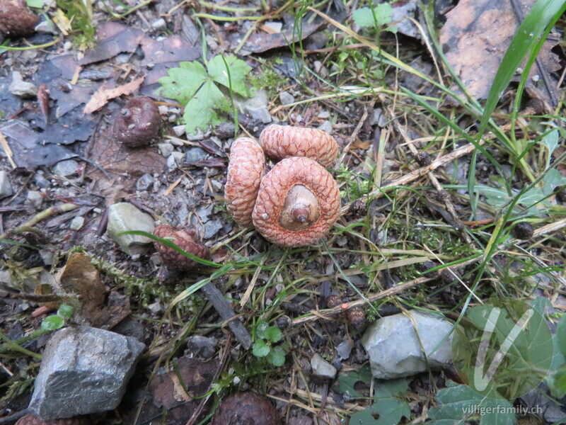 Rot-Eiche: Früchte