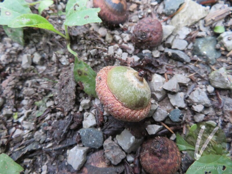 Rot-Eiche: Früchte