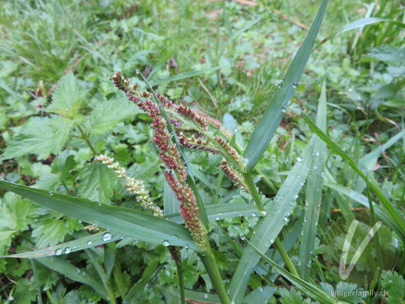 Hühnerhirse: Blüten