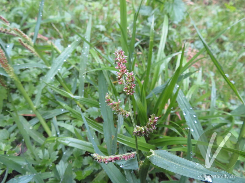 Hühnerhirse: Blüten