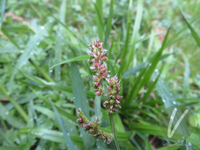 Hühnerhirse: Blüten