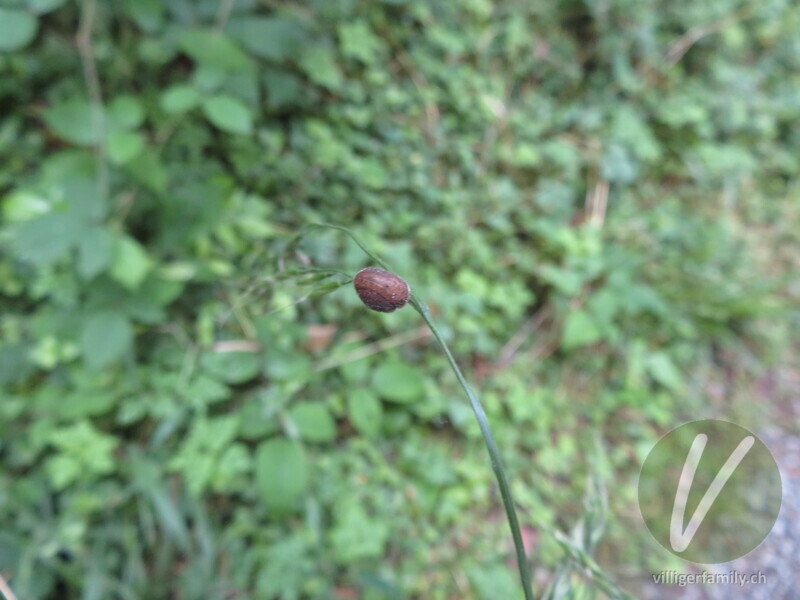 Seiden-Haarschnecke: 