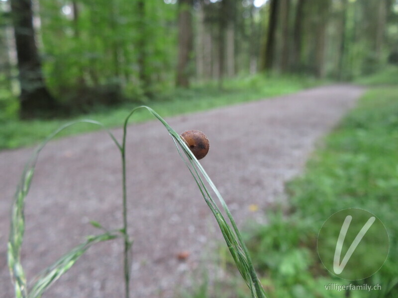 Seiden-Haarschnecke: 