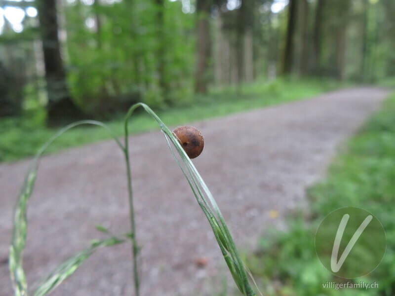 Seiden-Haarschnecke: 