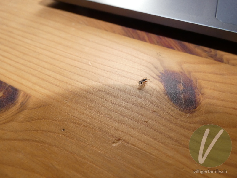 Bodenwanze (Scolopostethus affinis): 