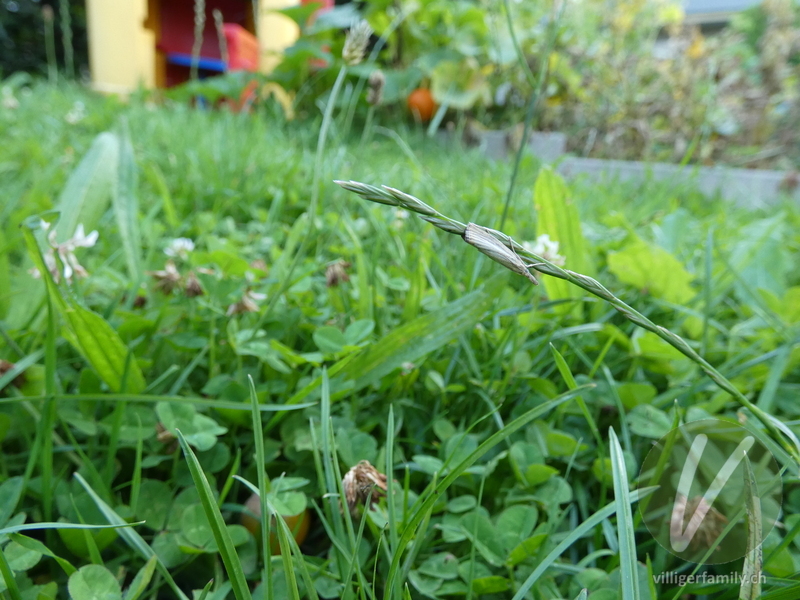 Unscheinbarer Graszünsler: 