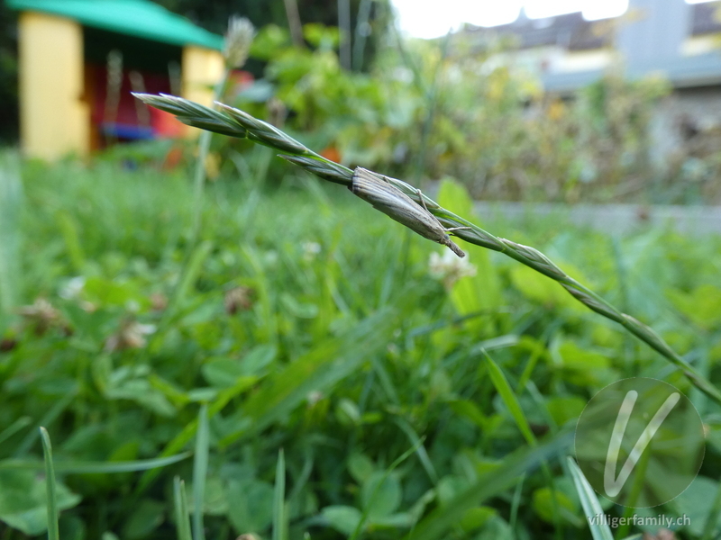 Unscheinbarer Graszünsler: 