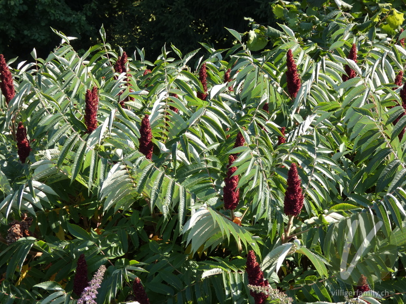 Essigbaum: Gesamtbild