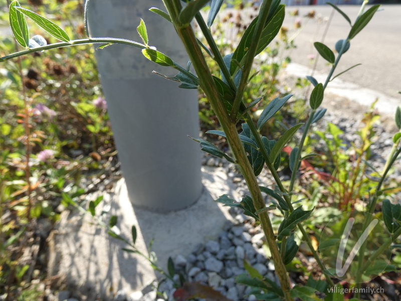 Färber-Ginster: Stengel