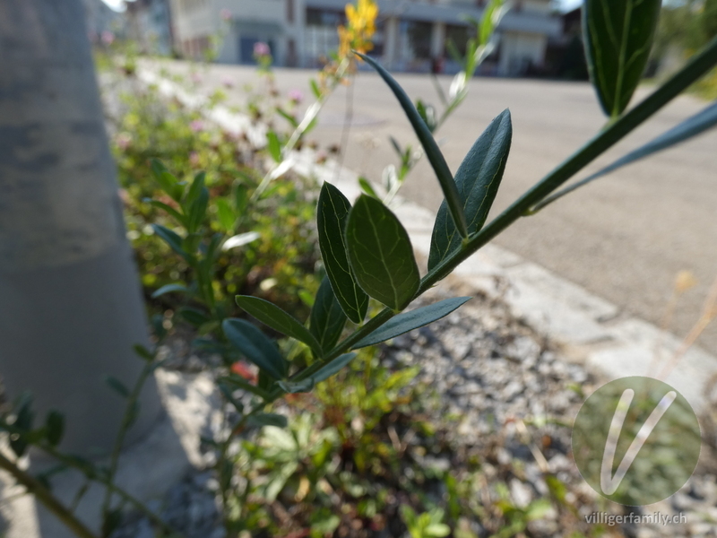 Färber-Ginster: Blätter