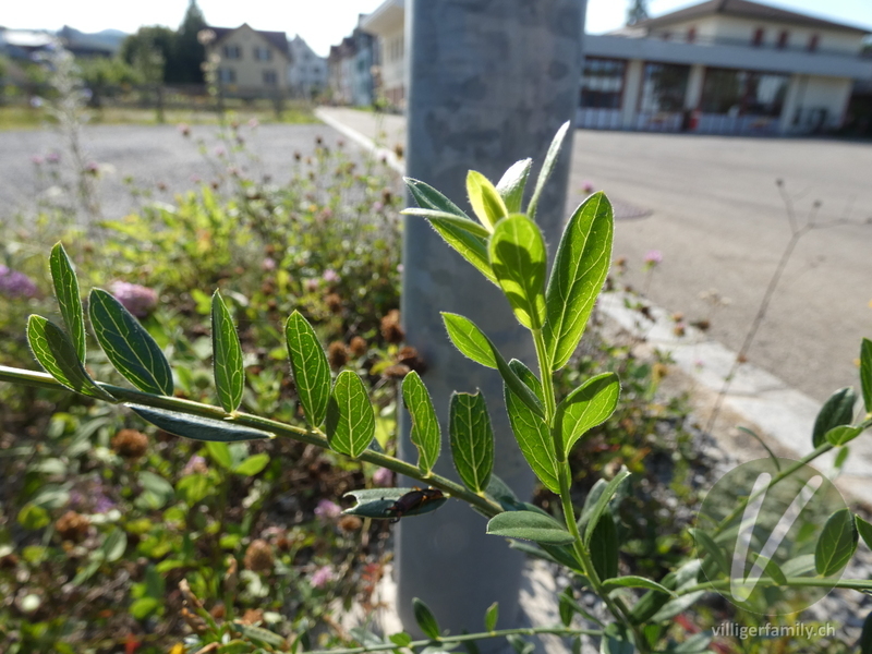 Färber-Ginster: Blätter