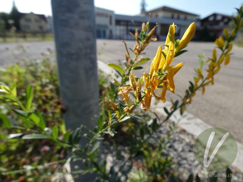 Färber-Ginster: Blüten