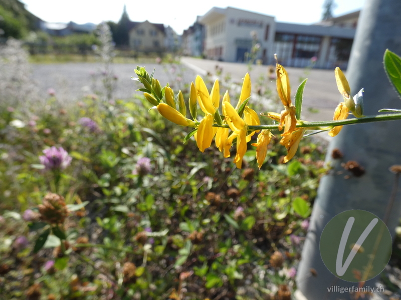 Färber-Ginster: Blüten