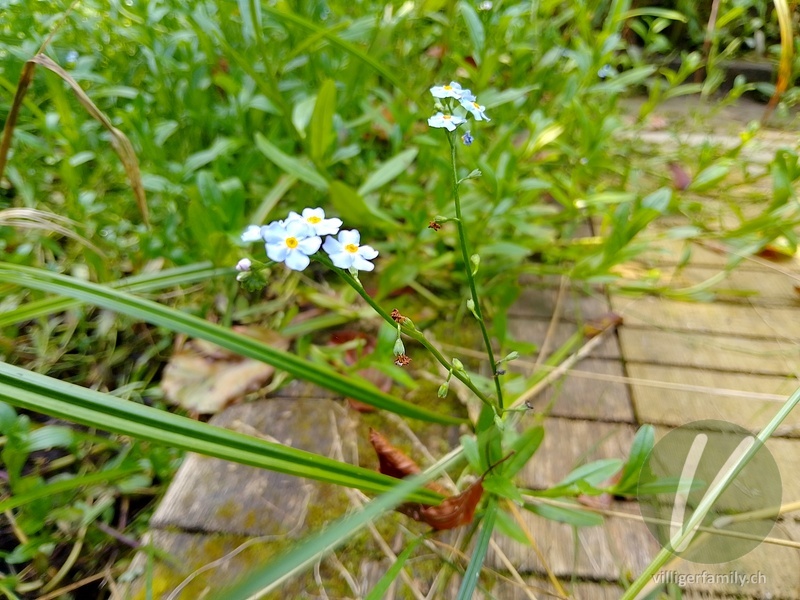 Sumpf-Vergissmeinnicht: Blüten