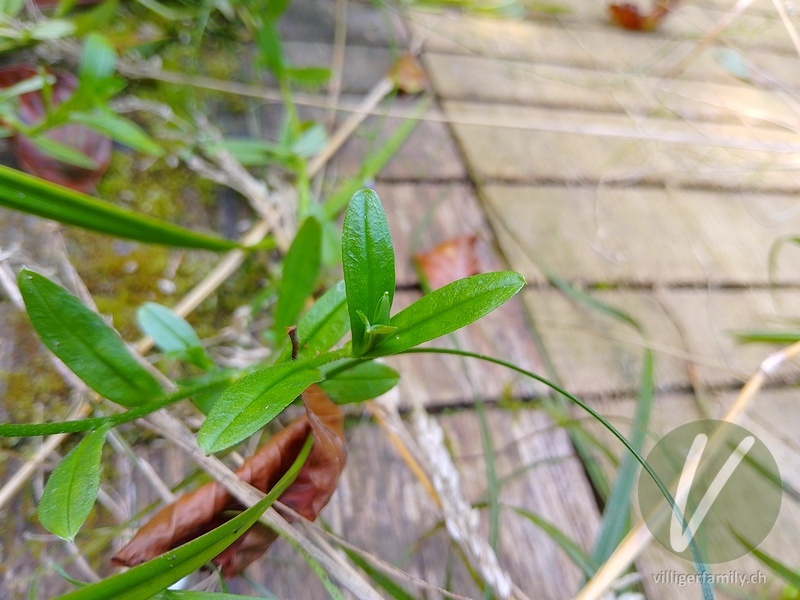 Sumpf-Vergissmeinnicht: Blätter