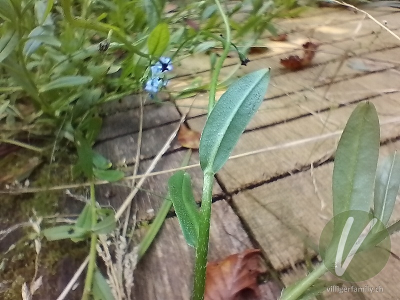Sumpf-Vergissmeinnicht: Blätter