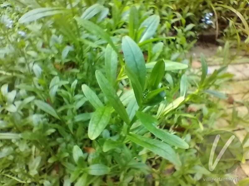 Sumpf-Vergissmeinnicht: Blätter