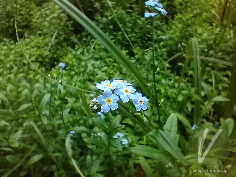 Sumpf-Vergissmeinnicht: Blüten