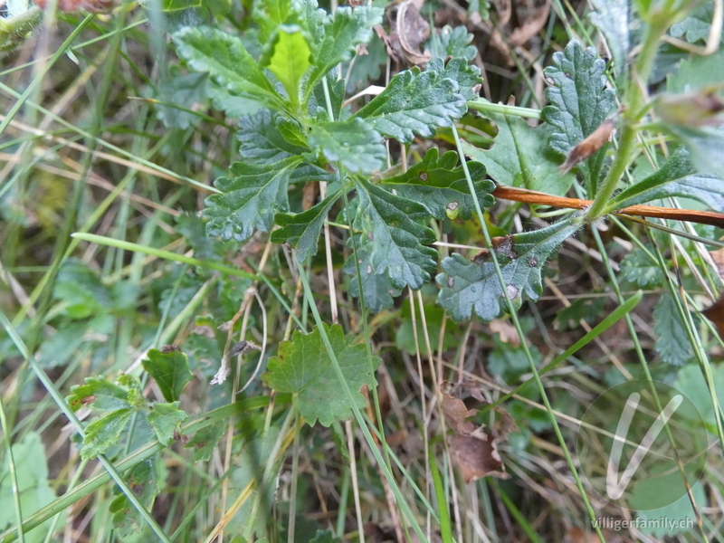 Edel-Gamander: Blätter