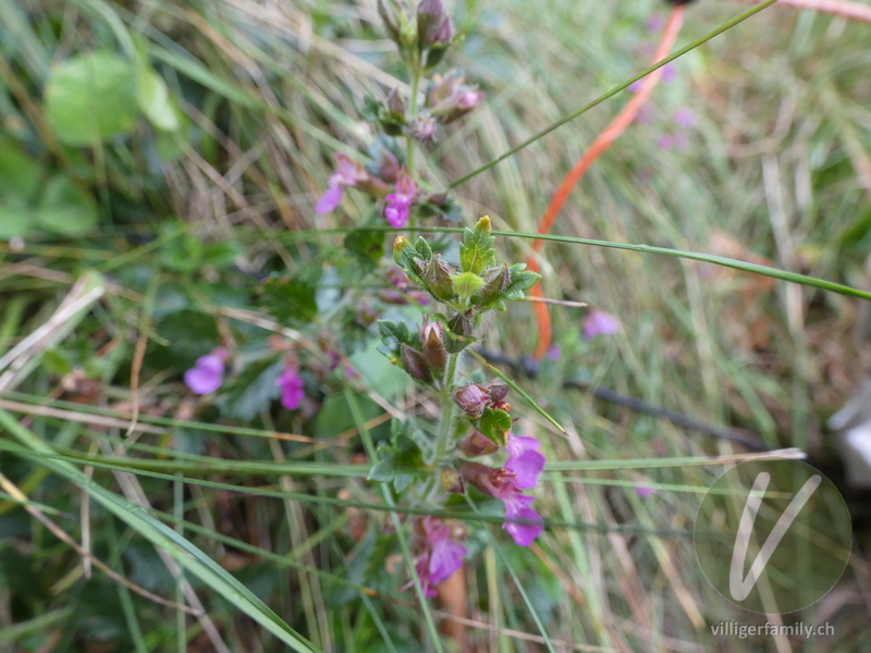 Edel-Gamander: Blätter