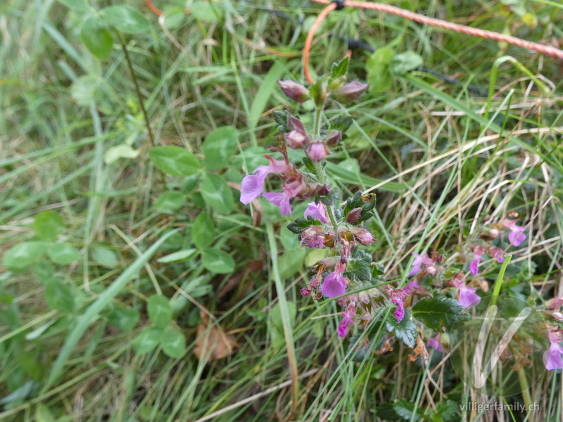 Edel-Gamander: Blüten