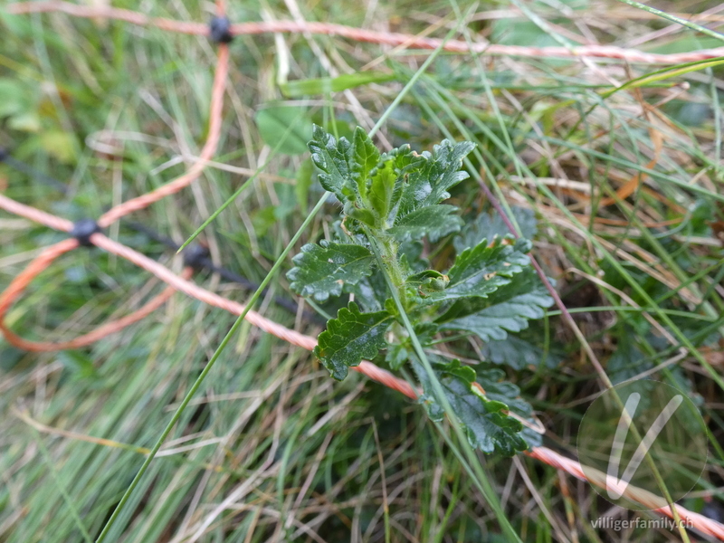 Edel-Gamander: Blätter