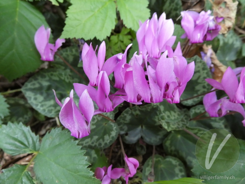Europäisches Alpenveilchen: Blüten