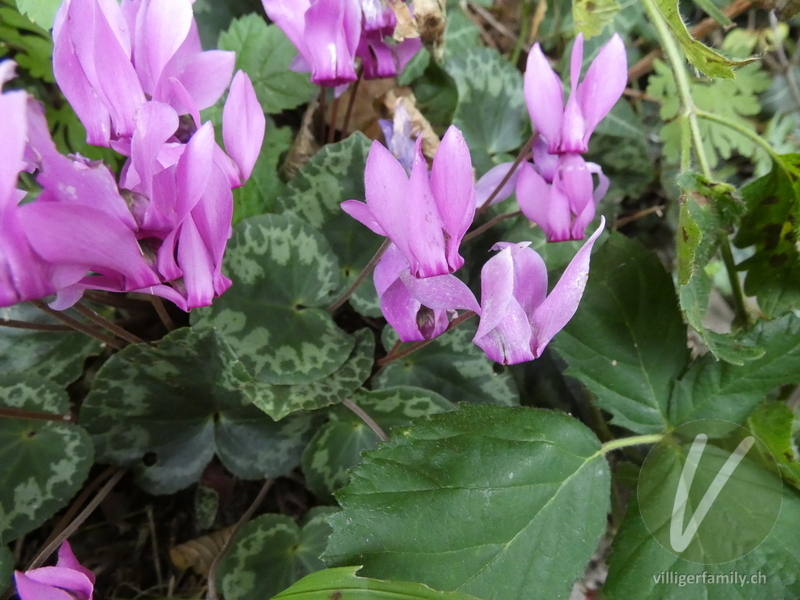 Europäisches Alpenveilchen: Blüten