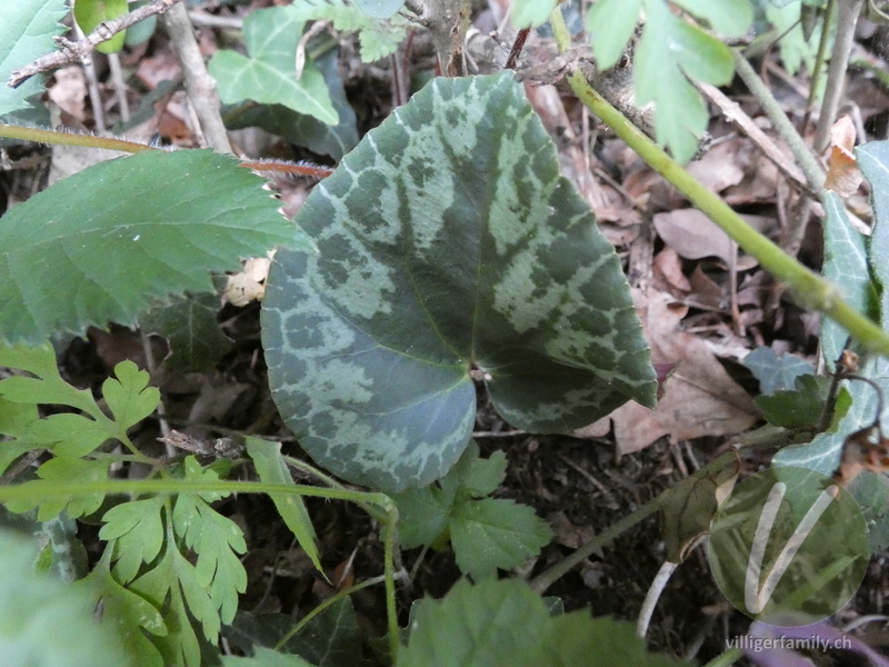 Europäisches Alpenveilchen: Blätter