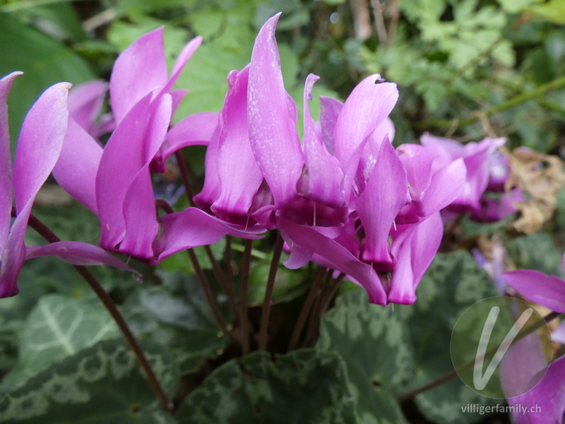 Europäisches Alpenveilchen: Blüten