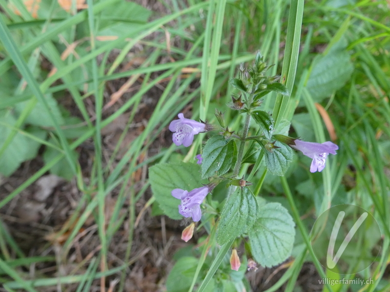Wald-Bergminze: Blüten, Blätter