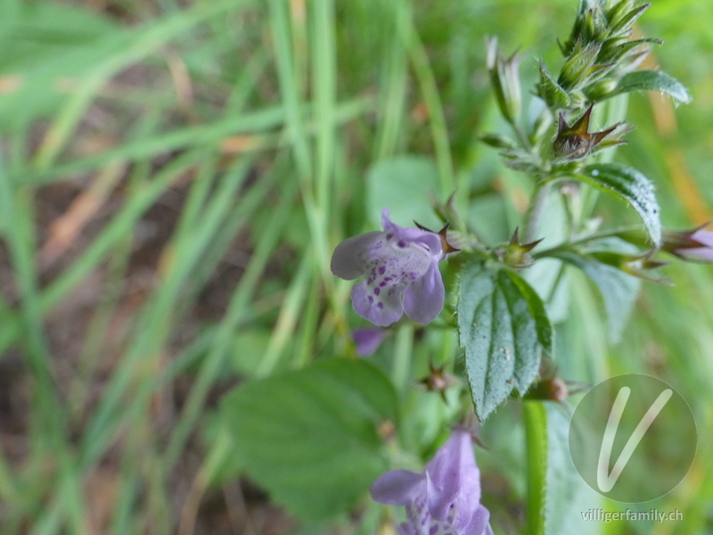 Wald-Bergminze: Blüten, Blätter