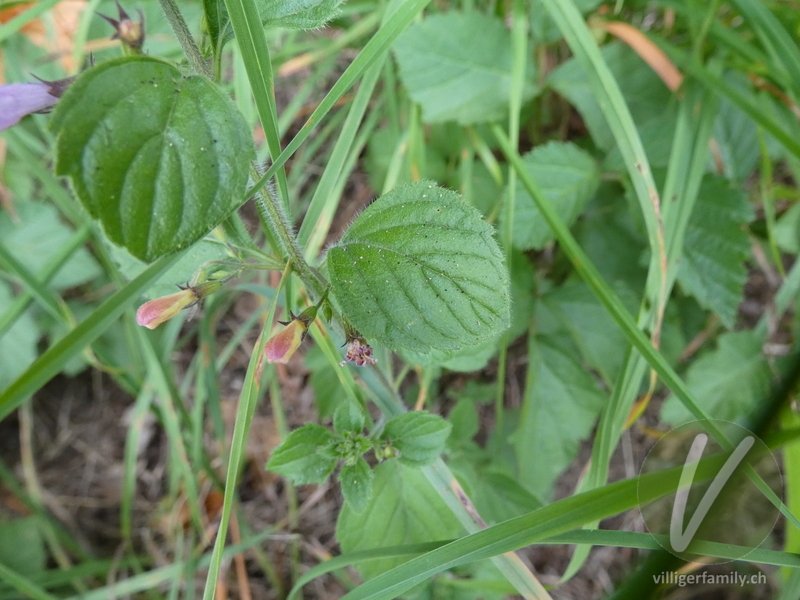 Wald-Bergminze: Blätter