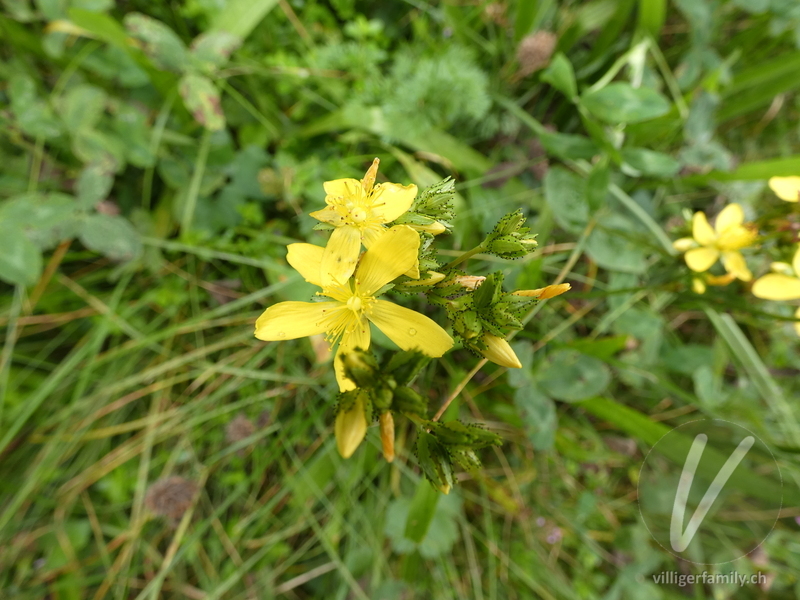 Berg-Johanniskraut: Blüten
