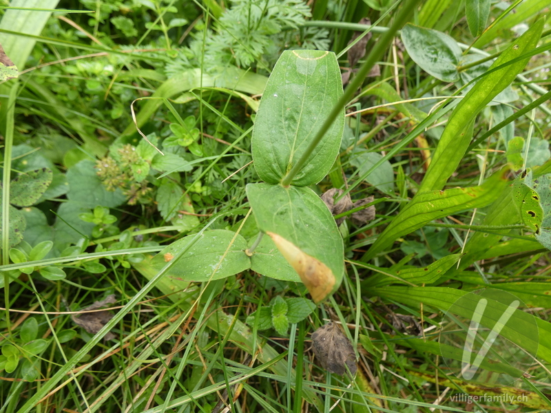 Berg-Johanniskraut: Blätter