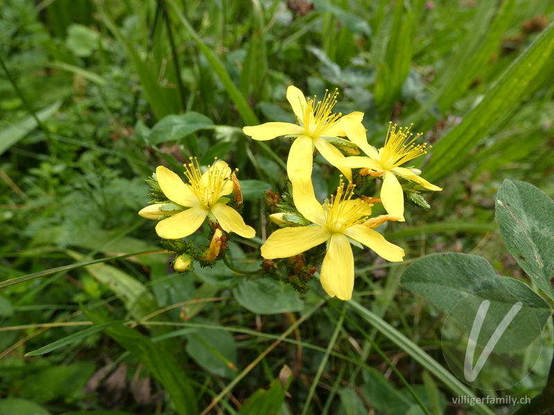 Berg-Johanniskraut: Blüten